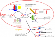 Pirin, a Multifunction Protein with Quercetinase Activity and Involvement in Transcription Regulation